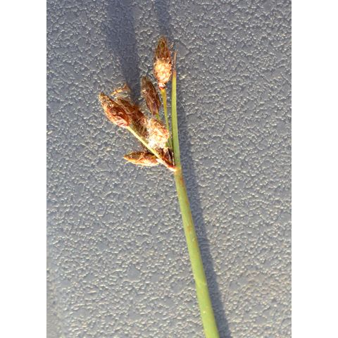 Schoenoplectus acutus