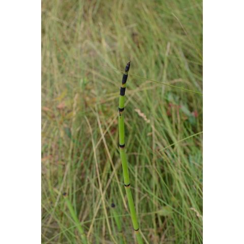 Equisetum laevigatum