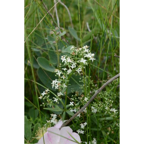 Galium boreale