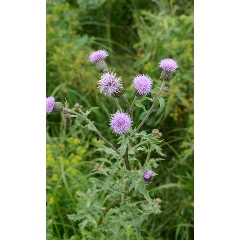 Cirsium arvense