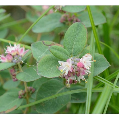 Symphoricarpos occidentalis