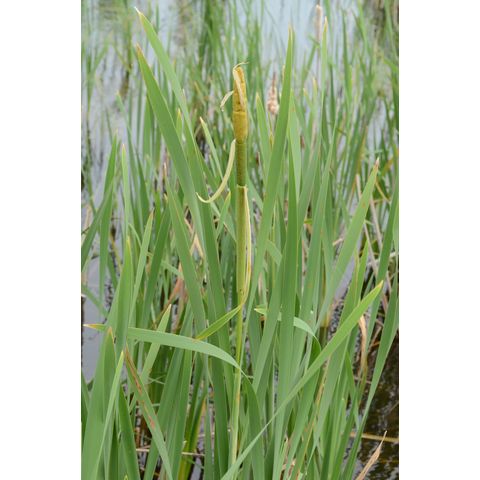 Typha latifolia