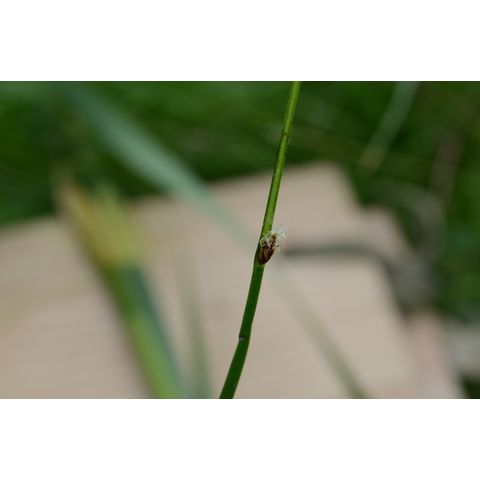 Schoenoplectus pungens