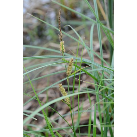 Carex pellita