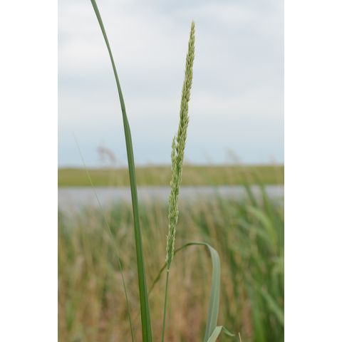 Calamagrostis stricta
