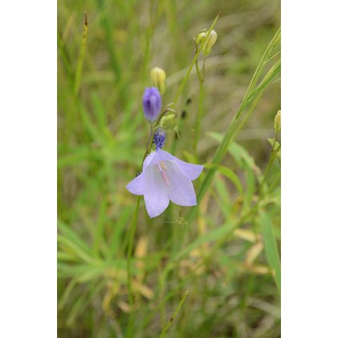 Campanula rotundifolia