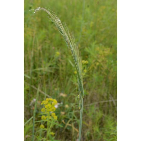 Elymus caninus