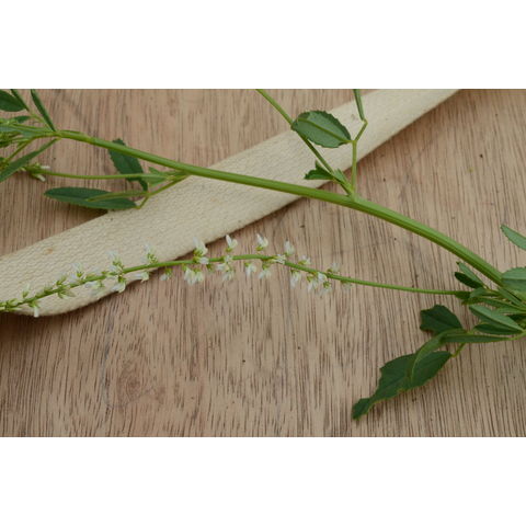 Melilotus officinalis