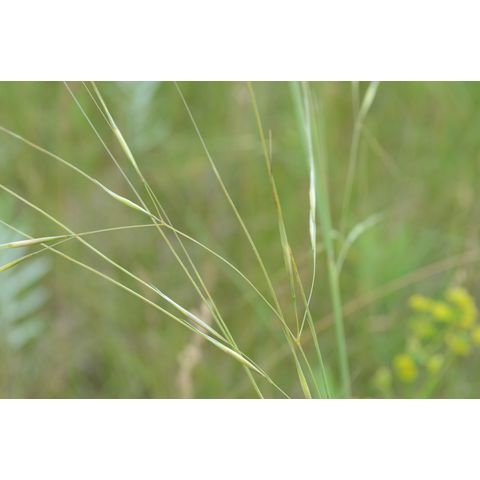 Hesperostipa comata