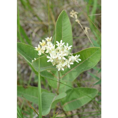 Asclepias ovalifolia