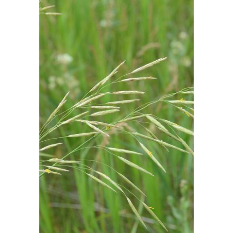 Bromus inermis