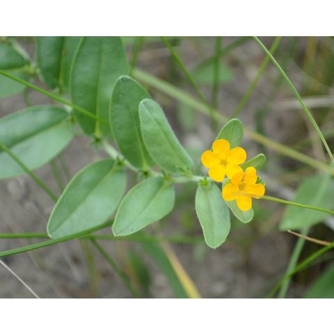 Lithospermum canescens