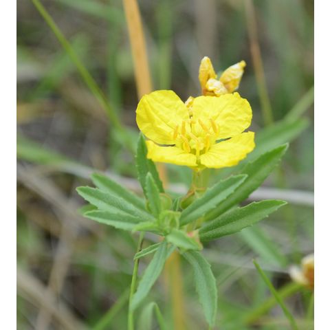 Calylophus serrulatus