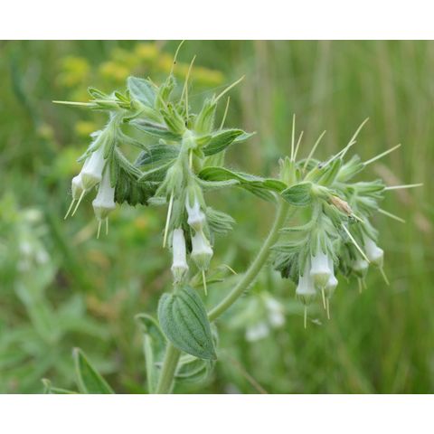 Onosmodium bejariense