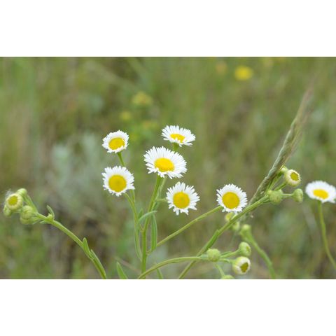 Erigeron strigosus