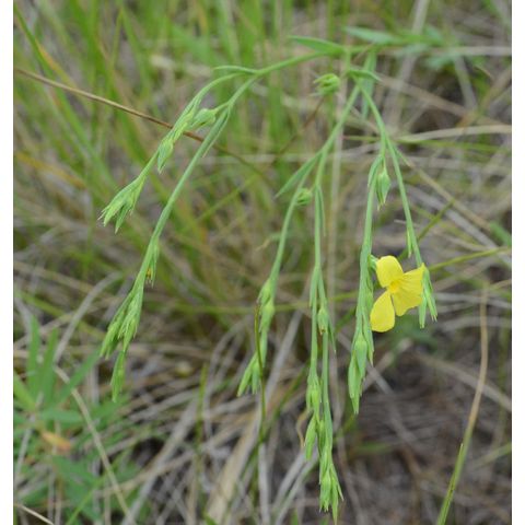 Linum rigidum
