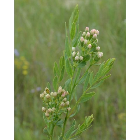 Comandra umbellata