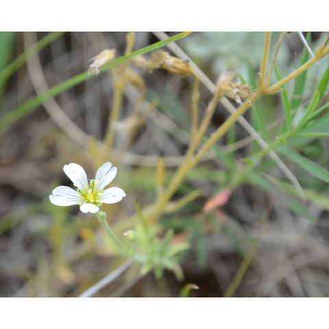 Cerastium arvense