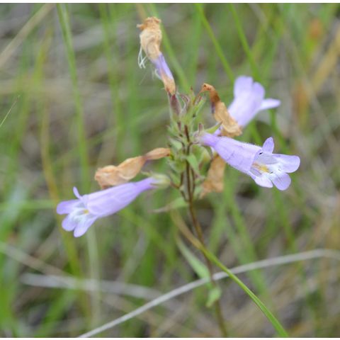 Penstemon gracilis