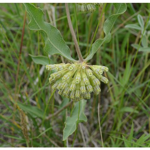Asclepias viridiflora