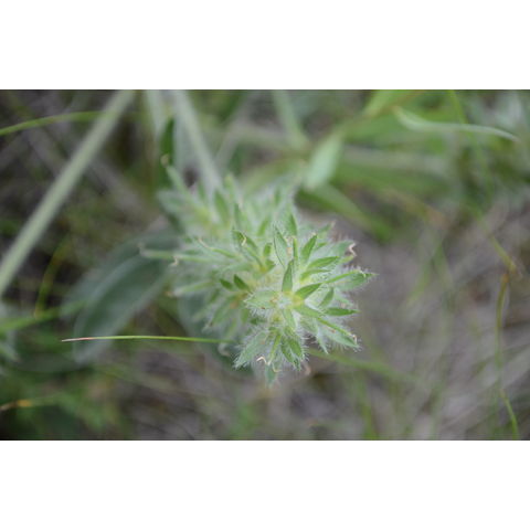 Pediomelum esculentum