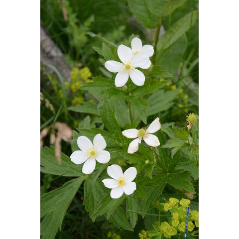 Anemone canadensis