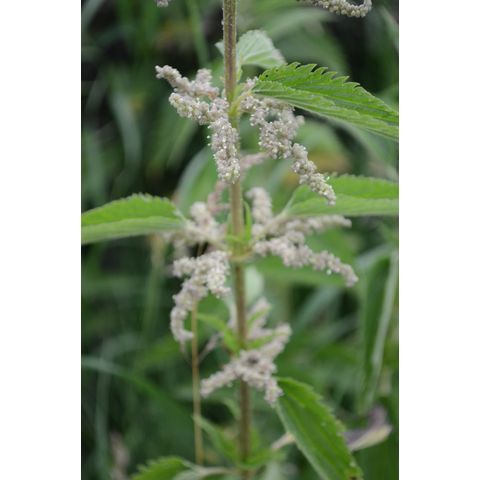Urtica dioica