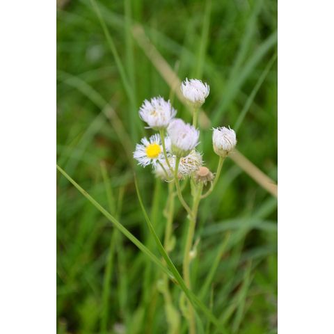 Erigeron philadelphicus