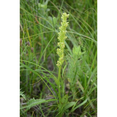Platanthera aquilonis