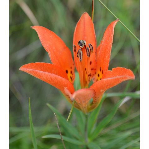 Lilium philadelphicum