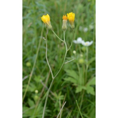 Crepis runcinata