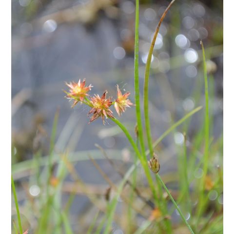 Juncus nodosus