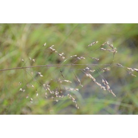 Agrostis stolonifera