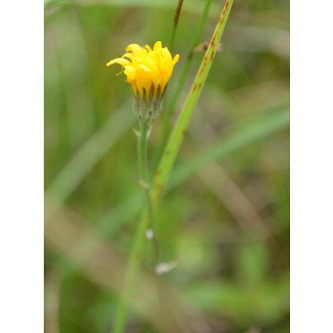 Crepis runcinata