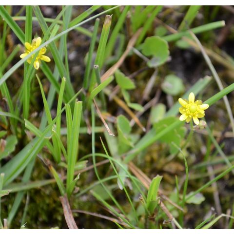 Ranunculus cymbalaria