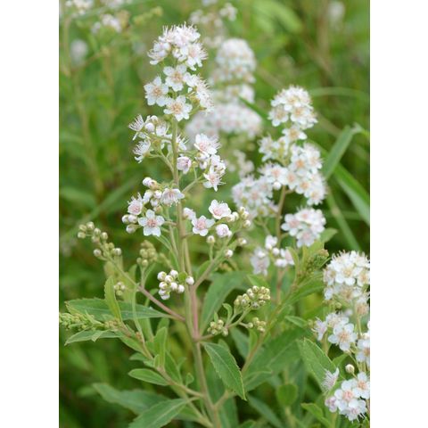 Spiraea alba