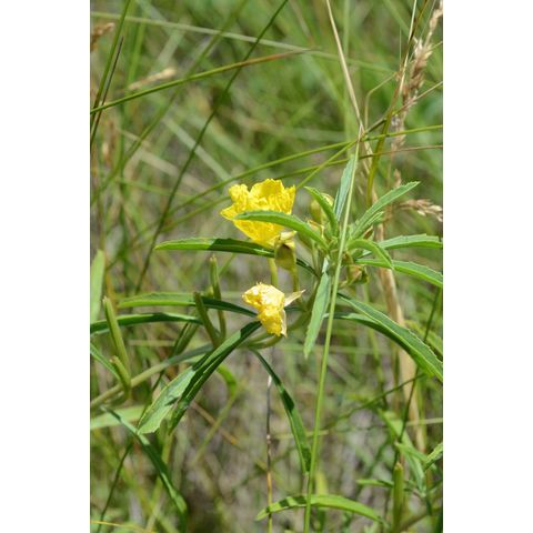 Calylophus serrulatus