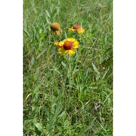 Gaillardia aristata