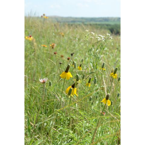 Ratibida columnifera