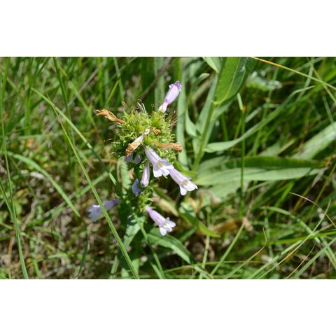 Penstemon gracilis