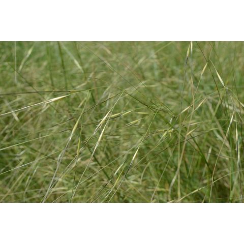 Hesperostipa comata