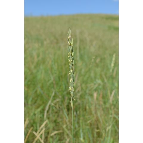 Elymus repens