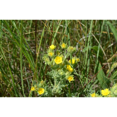 Potentilla pensylvanica