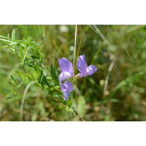 Vicia americana