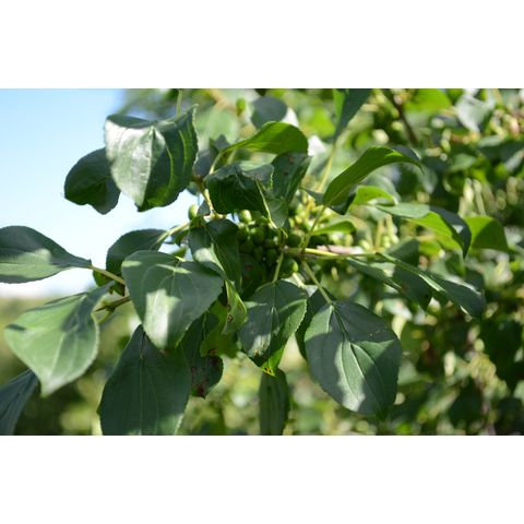 Rhamnus cathartica
