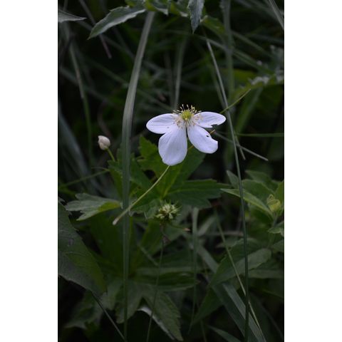 Anemone canadensis