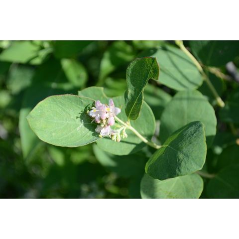 Symphoricarpos occidentalis