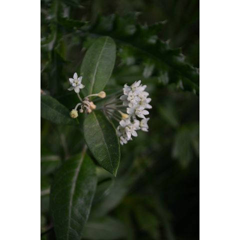Asclepias ovalifolia