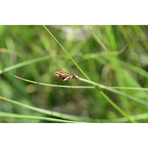 Carex praegracilis