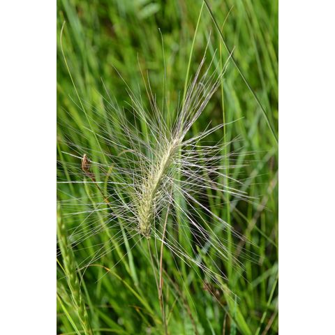 Hordeum jubatum